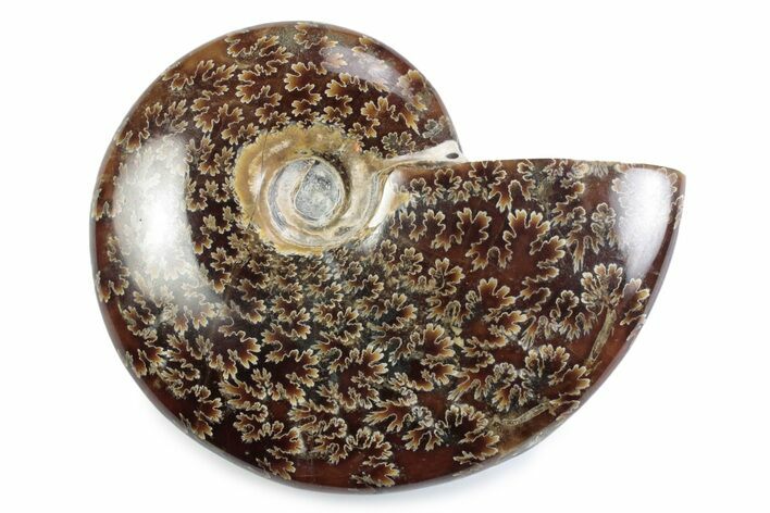 Polished Ammonite (Cleoniceras) Fossil - Madagascar #364963